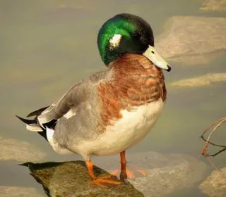 Photo 3/8 of American Wigeon (Mareca americana)