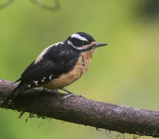 Photo 3/13 of Hairy Woodpecker (Dryobates villosus)