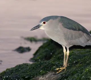 Photo 7/19 of Black-crowned Night Heron (Nycticorax nycticorax)