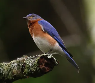Photo 2/7 of Eastern Bluebird (Sialia sialis)