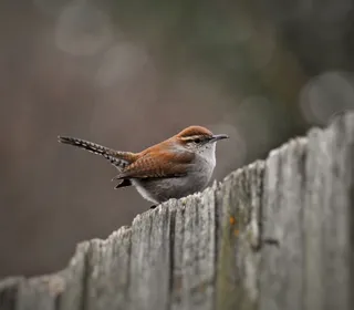 Photo 6/8 of Bewick's Wren (Thryomanes bewickii)