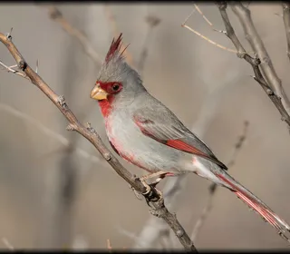 Photo 5/30 of Northern Cardinal (Cardinalis cardinalis)