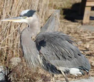 Photo 4/8 of Great Blue Heron (Ardea herodias)