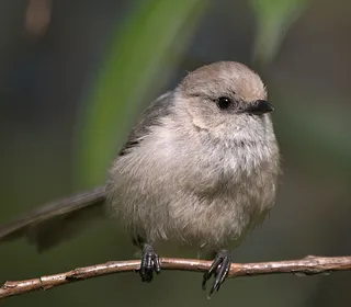 Photo 1/10 of Bushtit (Psaltriparus minimus)