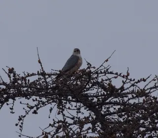 Photo 10/10 of Merlin (Falco columbarius)