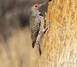 Photo 7/12 of Northern Flicker (Colaptes auratus)