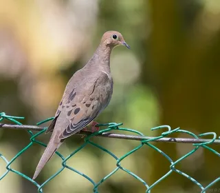 Photo 3/5 of Mourning Dove (Zenaida macroura)