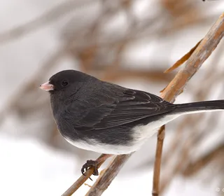 Photo 1/23 of Dark-eyed Junco (Junco hyemalis)