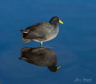 Photo 6/6 of American Coot (Fulica americana)