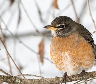 Photo 3/8 of American Robin (Turdus migratorius)