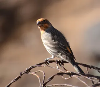 Photo 4/6 of House Finch (Haemorhous mexicanus)