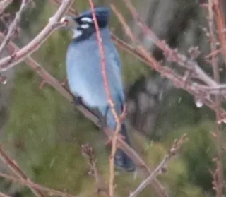Photo 12/12 of Steller's Jay (Cyanocitta stelleri)
