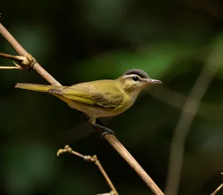 Photo 2/4 of Red-eyed Vireo (Vireo olivaceus)