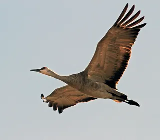 Photo 4/7 of Sandhill Crane (Antigone canadensis)