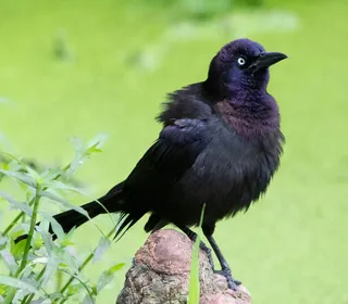Photo 3/4 of Common Grackle (Quiscalus quiscula)