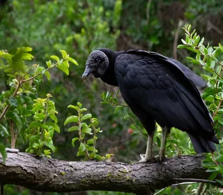 Photo 4/4 of Black Vulture (Coragyps atratus)