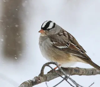 Photo 3/9 of White-crowned Sparrow (Zonotrichia leucophrys)