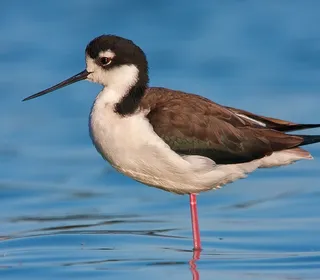 Photo 1/4 of Black-necked Stilt (Himantopus mexicanus)