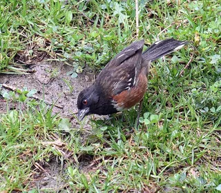 Photo 14/17 of Spotted Towhee (Pipilo maculatus)