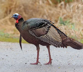 Photo 1/8 of Wild Turkey (Meleagris gallopavo)