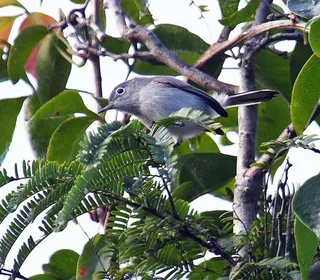 Photo 3/6 of Blue-gray Gnatcatcher (Polioptila caerulea)