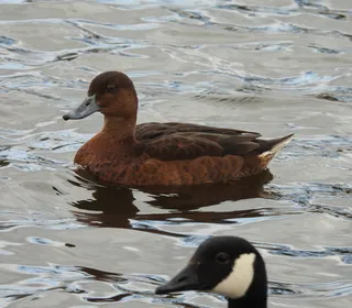 Photo 30/30 of Mallard (Anas platyrhynchos)