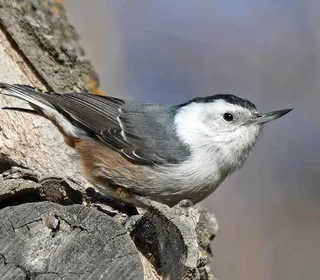 Photo 5/8 of White-breasted Nuthatch (Sitta carolinensis)