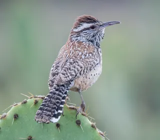 Photo 1/5 of Cactus Wren (Campylorhynchus brunneicapillus)