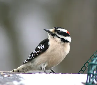 Photo 2/8 of Downy Woodpecker (Dryobates pubescens)