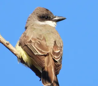 Photo 10/30 of Eastern Kingbird (Tyrannus tyrannus)