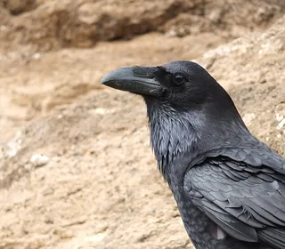 Photo 6/10 of Common Raven (Corvus corax)