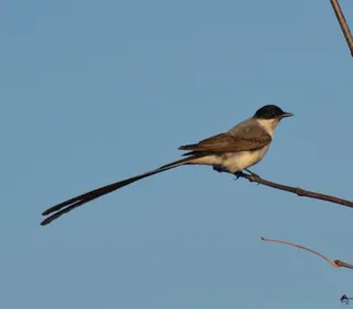 Photo 22/30 of Eastern Kingbird (Tyrannus tyrannus)