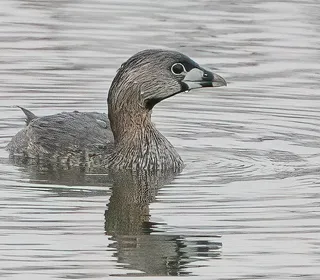 Photo 1/5 of Pied-billed Grebe (Podilymbus podiceps)