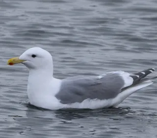 Photo 5/5 of Glaucous-winged Gull (Larus glaucescens)