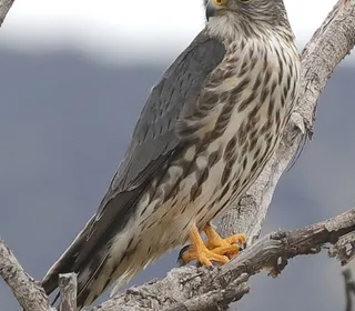 Photo 1/10 of Merlin (Falco columbarius)