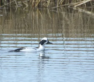 Photo 7/7 of Common Goldeneye (Bucephala clangula)