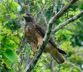 Photo 13/20 of Red-tailed Hawk (Buteo jamaicensis)