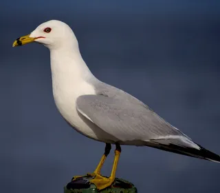Photo 1/3 of Ring-billed Gull (Larus delawarensis)