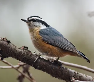 Photo 1/1 of Red-breasted Nuthatch (Sitta canadensis)