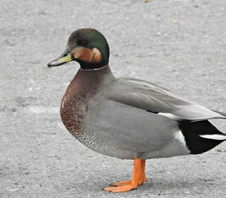 Photo 13/30 of Mallard (Anas platyrhynchos)