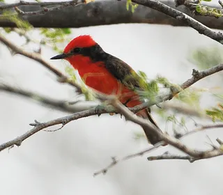 Photo 9/10 of Vermilion Flycatcher (Pyrocephalus rubinus)
