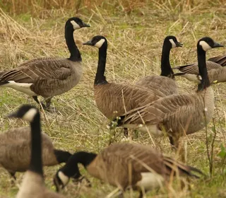 Photo 15/18 of Canada Goose (Branta canadensis)