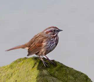 Photo 11/26 of Song Sparrow (Melospiza melodia)