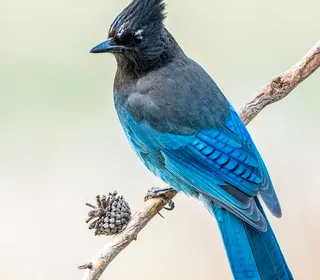 Photo 6/12 of Steller's Jay (Cyanocitta stelleri)