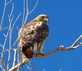 Photo 20/20 of Red-tailed Hawk (Buteo jamaicensis)