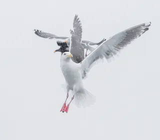 Photo 5/5 of Glaucous-winged Gull (Larus glaucescens)