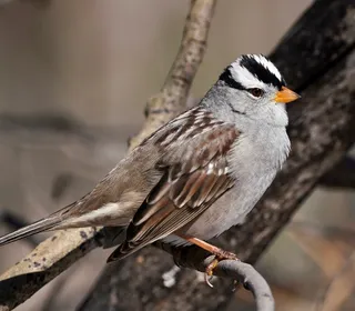 Photo 2/9 of White-crowned Sparrow (Zonotrichia leucophrys)