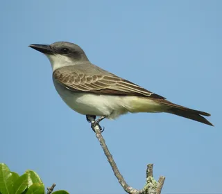 Photo 8/30 of Eastern Kingbird (Tyrannus tyrannus)