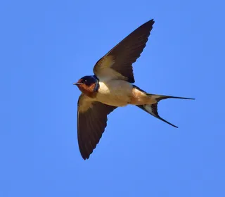 Photo 1/10 of Barn Swallow (Hirundo rustica)