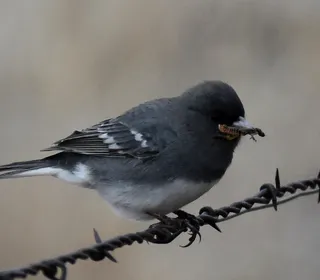 Photo 9/23 of Dark-eyed Junco (Junco hyemalis)